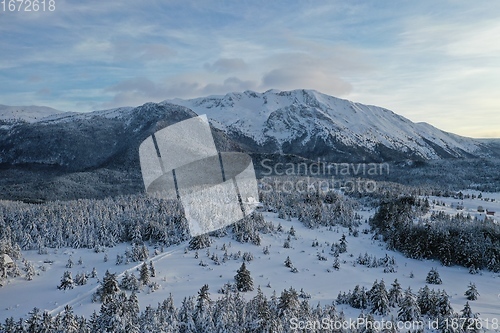 Image of Aerial view of a frozen forest with fresh snow covered trees