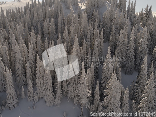 Image of Aerial view of a frozen forest with fresh snow covered trees