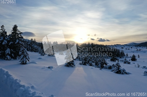 Image of Aerial view of a frozen forest with fresh snow covered trees