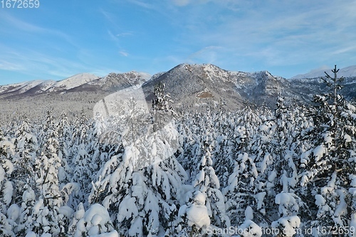 Image of Aerial view of a frozen forest with fresh snow covered trees