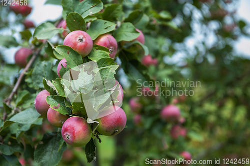Image of Apple tree with apples