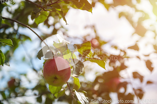 Image of Apple tree with apples