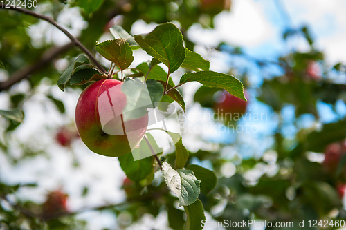 Image of Apple tree with apples
