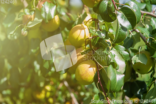 Image of Pear tree with fruit