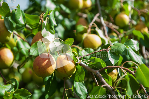 Image of Pear tree with fruit