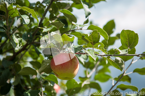 Image of Apple tree with apples