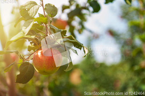 Image of Apple tree with apples