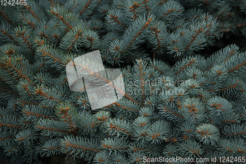 Image of Background texture of fir tree branches