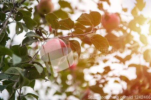 Image of Apple tree with apples
