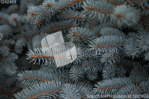 Image of Background texture of fir tree branches
