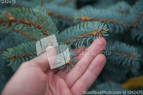 Image of Male hand with fir tree