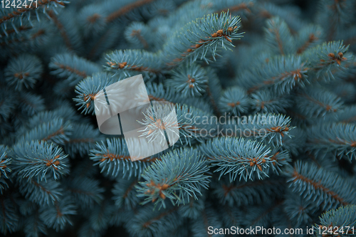 Image of Background texture of fir tree branches
