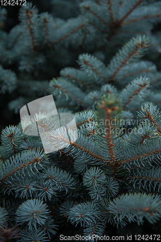 Image of Background texture of fir tree branches