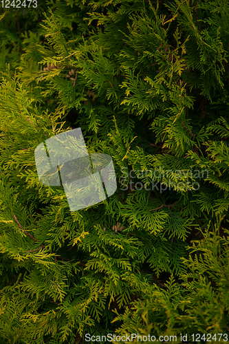 Image of Background texture of thuja