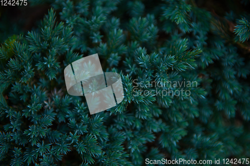 Image of Background texture of fir tree branches
