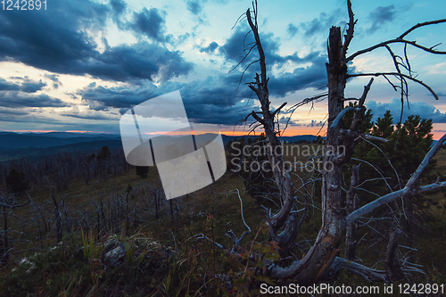 Image of Landscape with dead forest