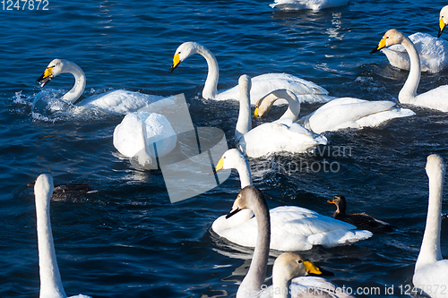 Image of Beautiful white whooping swans