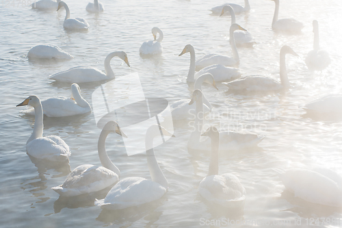 Image of Beautiful white whooping swans