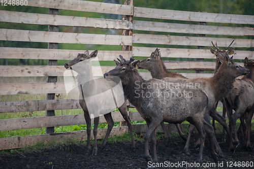 Image of marals on farm in Altay