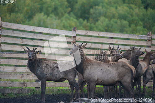 Image of marals on farm in Altay