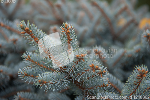 Image of Background texture of fir tree branches