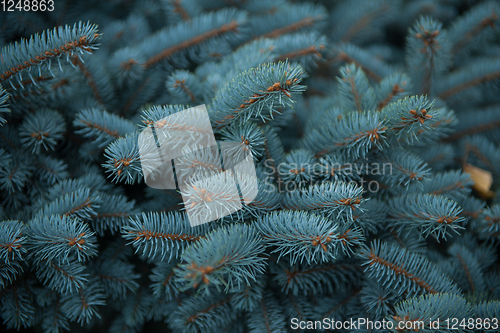 Image of Background texture of fir tree branches