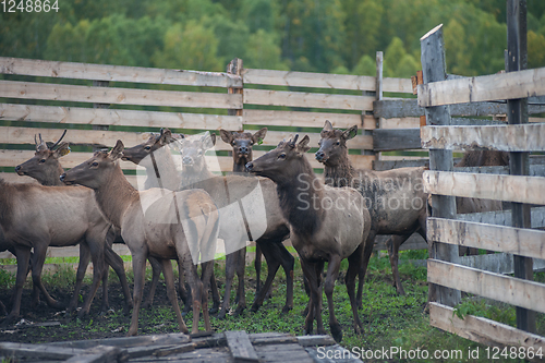 Image of marals on farm in Altay