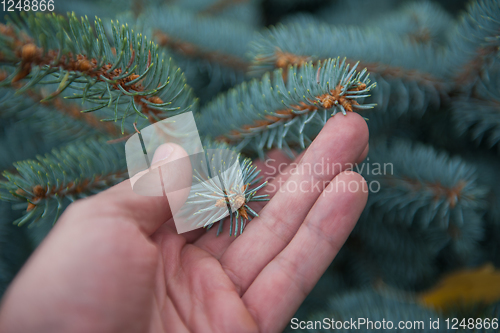 Image of Male hand with fir tree