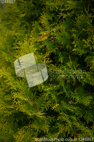 Image of Background texture of thuja