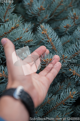 Image of Male hand with fir tree