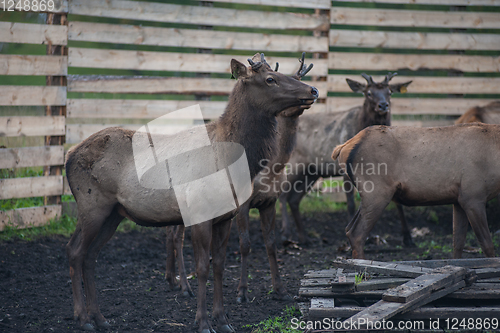 Image of marals on farm in Altay