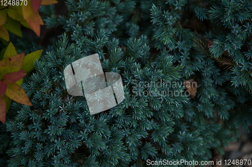 Image of Background texture of fir tree branches