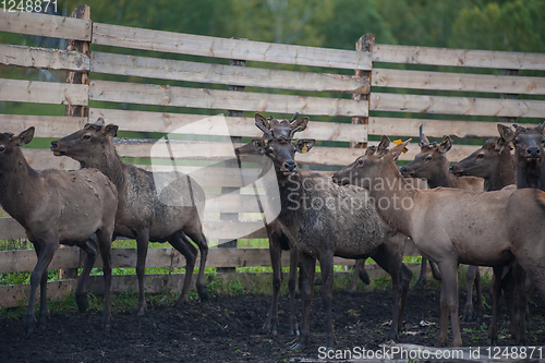 Image of marals on farm in Altay