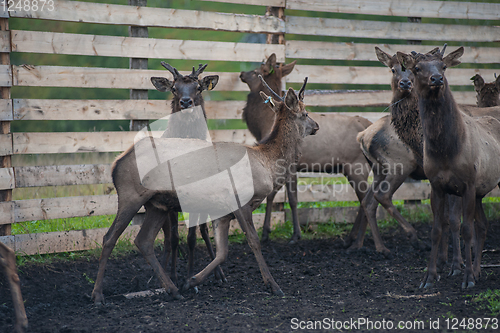 Image of marals on farm in Altay