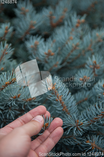 Image of Male hand with fir tree