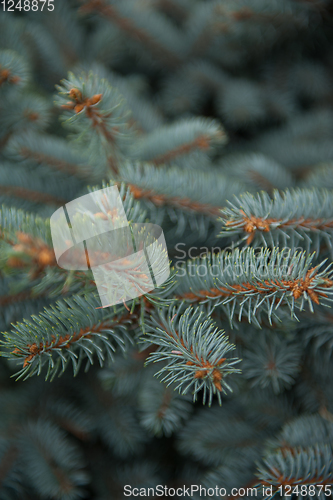 Image of Background texture of fir tree branches