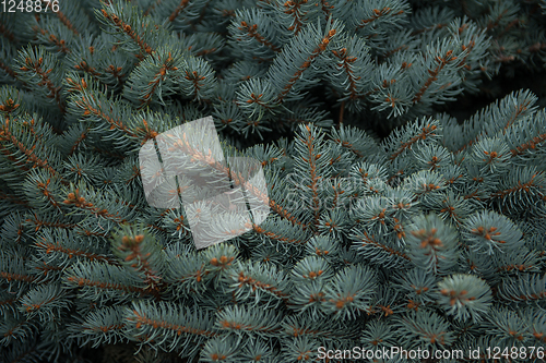 Image of Background texture of fir tree branches