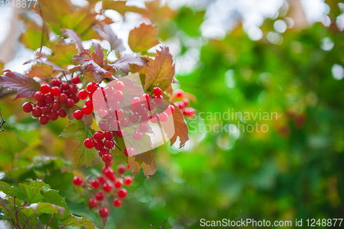 Image of Red viburnum branch berries