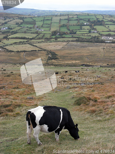 Image of grazing cow