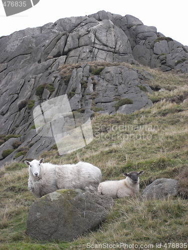 Image of Sheep on a hillside