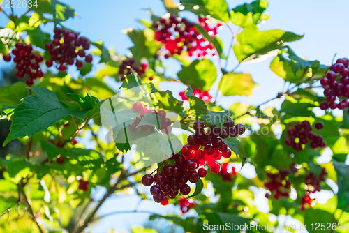 Image of Red viburnum branch berries