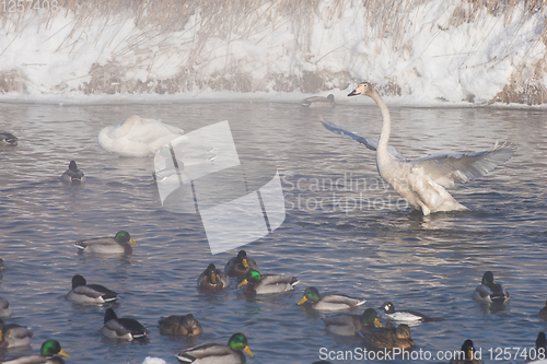 Image of Beautiful white whooping swans