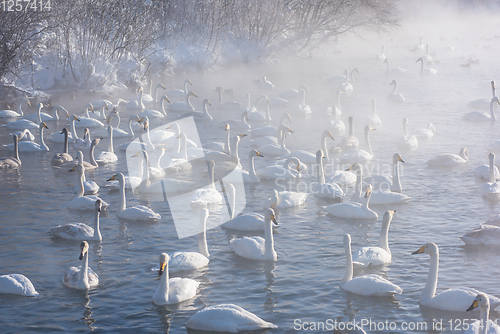 Image of Beautiful white whooping swans