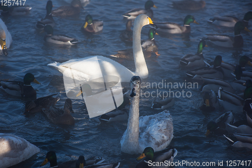 Image of Beautiful white whooping swans