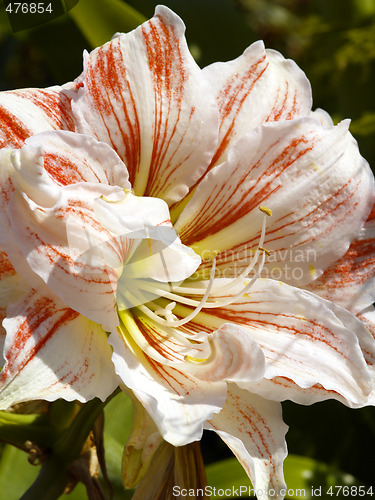 Image of lily blossom