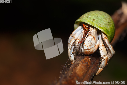 Image of Hermit Crab with green snail shell Madagascar