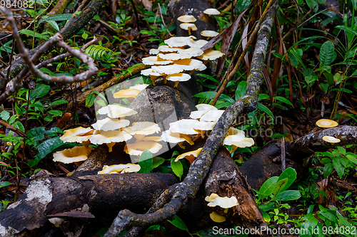 Image of Mushroom on the trunk of a rainforest tree