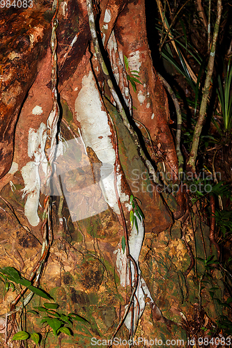 Image of colored roots in Madagascar rainforest