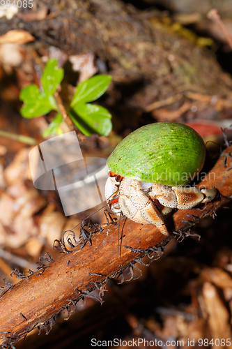 Image of Hermit Crab with green snail shell Madagascar