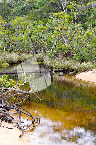 Image of Masoala National Park landscape, Madagascar